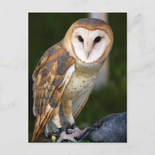 Barn Owl Briefkaart (Voorkant)