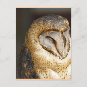 BARN-owl Briefkaart