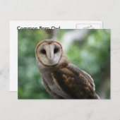 Barn Owl Briefkaart (Voorkant / Achterkant)