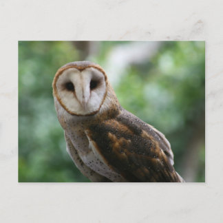 Barn Owl Briefkaart