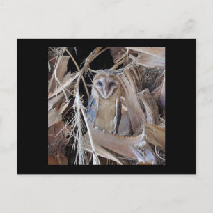 Barn Owl Briefkaart