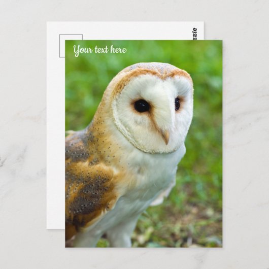 Barn Owl Briefkaart (Voorkant / Achterkant)
