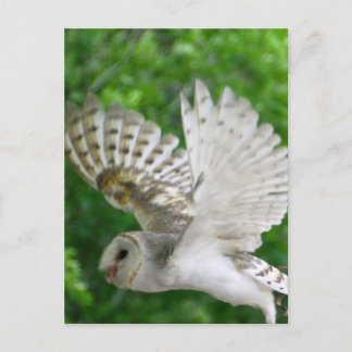 BARN-owl Briefkaart