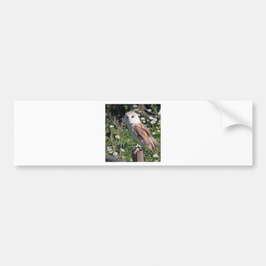 Barn Owl Bumpersticker (Voorkant)