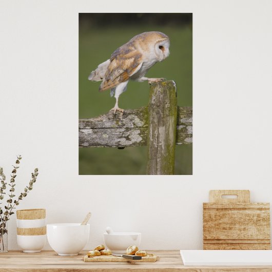 Barn Owl die naar een wal gaat Poster (Keuken)