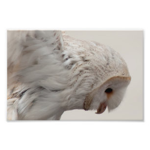 Barn Owl Foto Afdruk