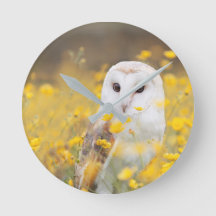 Barn Owl in Geel Veldveld