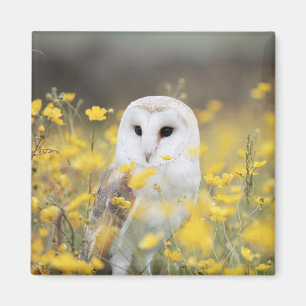 Barn Owl in Meadow Magnet Magneet