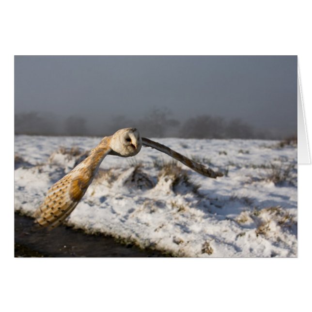 Barn Owl in sneeuw (Voorkant Horizontaal)