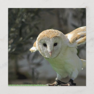 Barn Owl Invitation Kaart