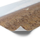 Barn owl jaagt op bedden poster (Hoek)