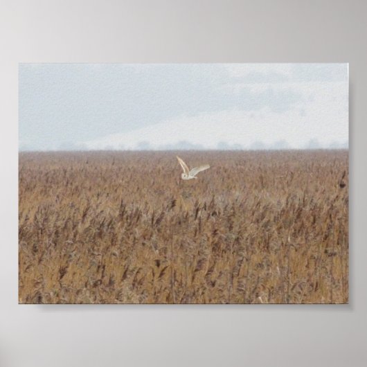 Barn owl jaagt op bedden poster (Voorkant)