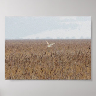 Barn owl jaagt op bedden poster