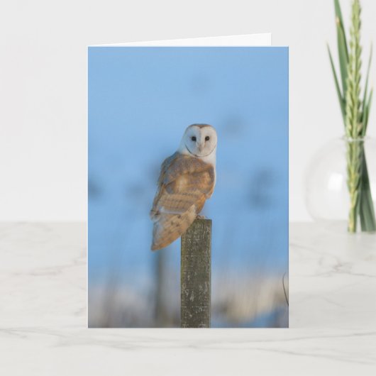 Barn owl kaart (Voorkant)