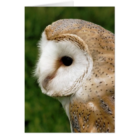 BARN OWL KAART (Voorkant)