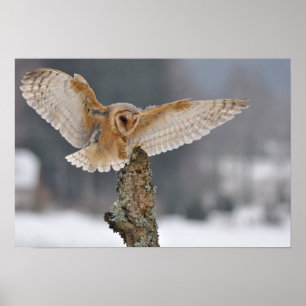 Barn owl landt naar een piek poster