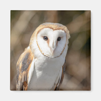 Barn Owl Magneet