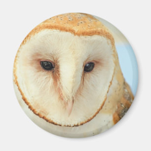 Barn owl magneet
