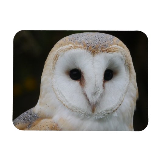 Barn Owl Magnet Magneet (Horizontaal)