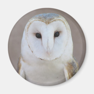 Barn Owl Magnet Magneet