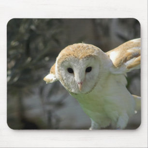 Barn Owl Muismat