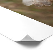 Barn Owl op een hek Poster (Hoek)