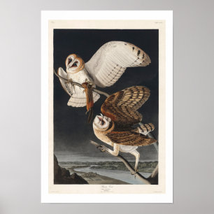 Barn Owl par Audubon Poster