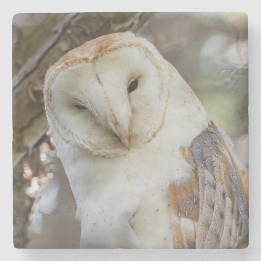 Barn Owl Portrait Stone Onderzetter (Voorkant)