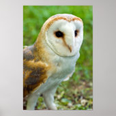Barn Owl Poster (Voorkant)