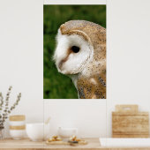 BARN OWL POSTER (Keuken)
