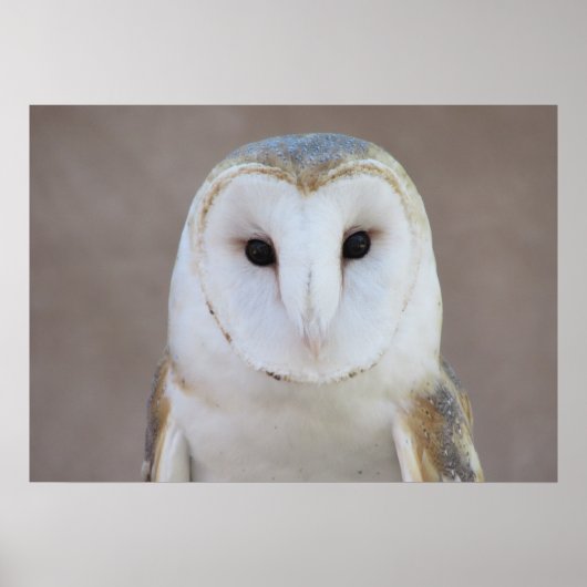Barn Owl Poster (Voorkant)