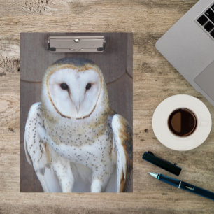 Barn Owl Raptor Foto Klembord