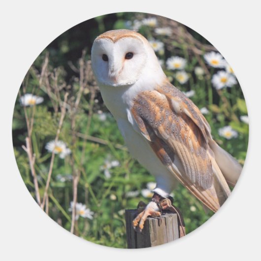 Barn Owl Ronde Sticker (Voorkant)