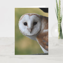 Barn owl Scotland Kaart
