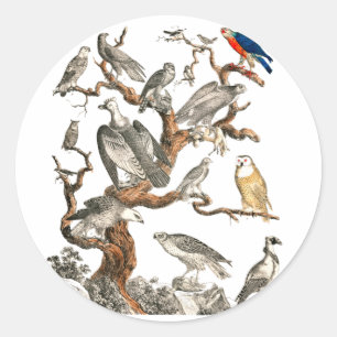 Barn Owl Snowy Bird Natuur Ronde Sticker