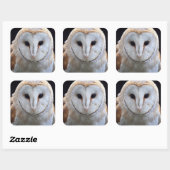 Barn Owl Sticker (Vel)