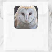 Barn Owl Sticker (Tas)