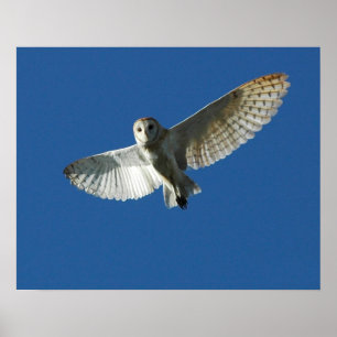 Barn Owl tijdens de vlucht overdag Poster