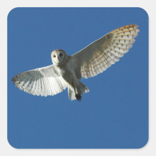 Barn Owl tijdens de vlucht overdag Vierkante Sticker