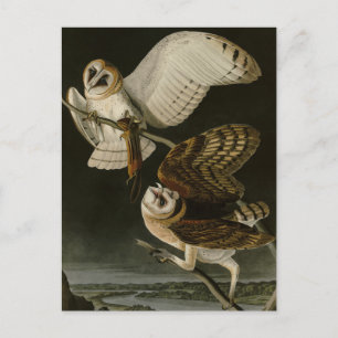 Barn Owl (Tyto alba) Audubon's Birds of America Briefkaart