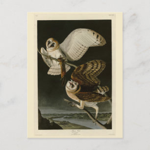 Barn Owl (Tyto alba) Audubon's Birds of America Briefkaart