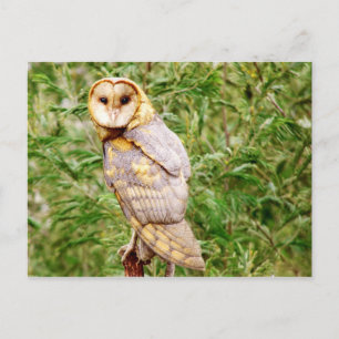 Barn Owl (Tyto alba) Briefkaart