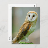 Barn owl (Tyto alba) Briefkaart (Voorkant / Achterkant)