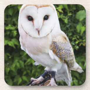 Barn owl (Tyto Alba) over handschoenen Bier Onderzetter