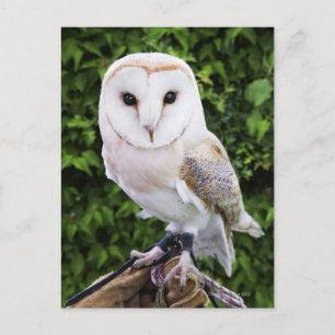 Barn owl (Tyto Alba) over handschoenen Briefkaart