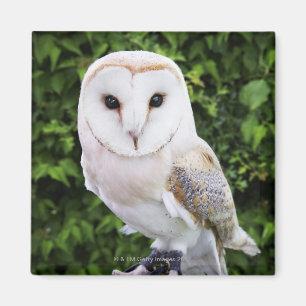 Barn owl (Tyto Alba) over handschoenen Magneet