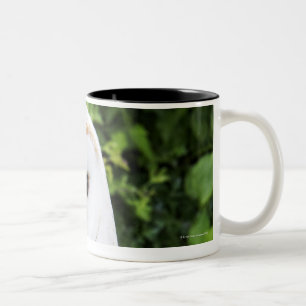 Barn owl (Tyto Alba) over handschoenen Tweekleurige Koffiemok