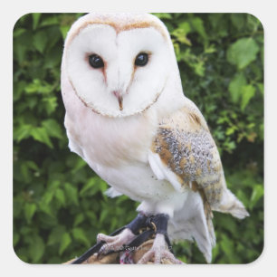 Barn owl (Tyto Alba) over handschoenen Vierkante Sticker