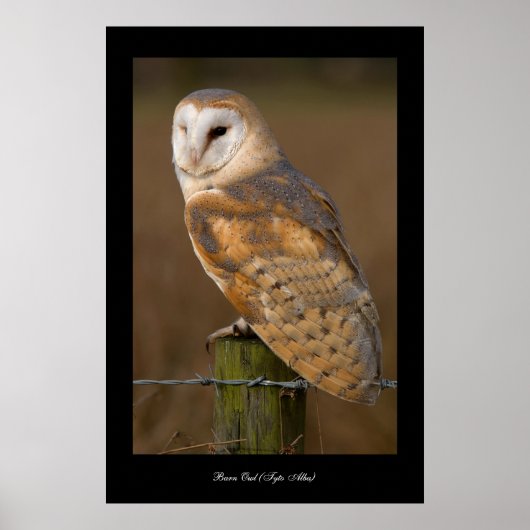 Barn Owl (Tyto alba). Poster (Voorkant)