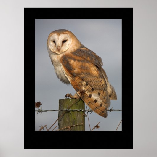 Barn Owl (Tyto alba). Poster par cARTerART (Devant)
